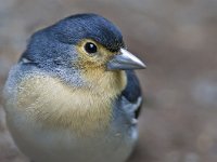 Fringilla coelebs palmae 35, Vink, male, Saxifraga-Rik Kruit