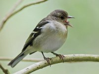 Fringilla coelebs palmae 36, Vink, female, Saxifraga-Rik Kruit