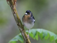 Fringilla coelebs palmae 46, Saxifraga-Henk Baptist