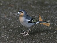 Fringilla coelebs palmae 48, Saxifraga-Henk Baptist