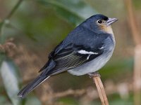 Fringilla coelebs palmae 50, male, Saxifraga-Mark Zekhuis