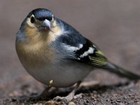 Fringilla coelebs palmae 51, male, Saxifraga-Mark Zekhuis