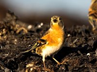 Fringilla montifringilla 94, Keep, Saxifraga-Bart Vastenhouw