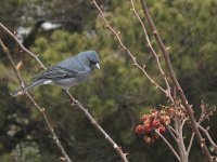 Fringilla teydea 4, Blauwe vink, Saxifraga-Rob Felix : Animalia, Aves, Chordata, animal, bird, dier, dieren, gewervelde dieren, vertebraat, vertebrate, vogel, vogels