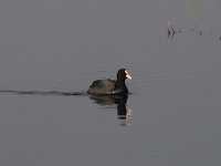 Fulica atra 50, Meerkoet, Saxifraga-Luuk Vermeer