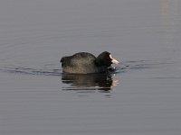 Fulica atra 52, Meerkoet, Saxifraga-Luuk Vermeer