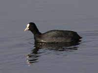 Fulica atra 56, Meerkoet, Saxifraga-Luuk Vermeer