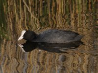 Fulica atra 57, Meerkoet, Saxifraga-Luuk Vermeer