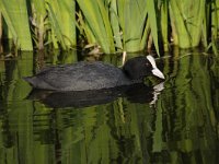 Fulica atra 59, Meerkoet, Saxifraga-Luuk Vermeer