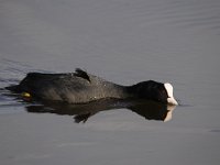 Fulica atra 63, Meerkoet, Saxifraga-Luuk Vermeer