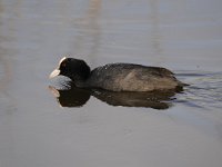 Fulica atra 64, Meerkoet, Saxifraga-Luuk Vermeer