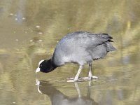 Fulica atra 67, Meerkoet, Saxifraga-Luuk Vermeer