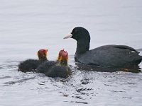 Fulica atra 78, Meerkoet, Saxifraga-Tom Heijnen