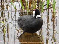 Fulica cristata 5, Knobbelmeerkoet, Saxifraga-Ed Stikvoort