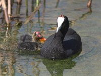 Fulica cristata 6, Knobbelmeerkoet, Saxifraga-Henk Baptist