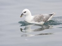 Noordse stormvogel, Fulmar, Fulmarus glacialis  Noordse stormvogel, Fulmar, Fulmarus glacialis : Den Helder, Fulmar, Fulmarus glacialis, Nederland, Noordse stormvogel, Noordzee, North Sea, autumn, bird, herfst, migrating bird, najaar, noord-Holland, pelagic, pelagisch, sea, sea bird, september, swimming, the Netherlands, trekvogel, vogel, water, zee, zeevogel, zwemmend