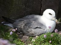 Fulmarus glacialis 26, Noordse stormvogel, Saxifraga-Kees van Berkel : Handa Island, Noordse Stormvogel