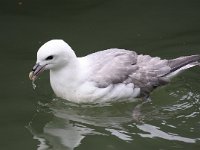 Fulmarus glacialis 33, Noordse stormvogel, Saxifraga-Batt Vastenhouw