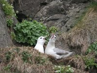 Fulmarus glacialis 4, Noordse stormvogel, Saxifraga-Jan Nijendijk