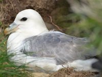 Fulmarus glacialis 59, Noordse stormvogel, Saxifraga-David Foubister