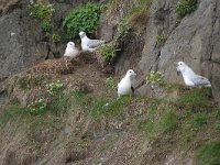 Fulmarus glacialis 60, Noordse stormvogel, Saxifraga-Jan Nijendijk