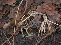 Gallinago gallinago 103, Watersnip, Saxifraga-Luuk Vermeer