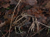 Gallinago gallinago 104, Watersnip, Saxifraga-Luuk Vermeer