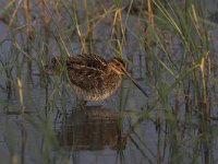 Gallinago gallinago 16, Watersnip, Saxifraga-Luc Hoogenstein