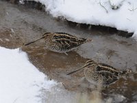 Gallinago gallinago 31, Watersnip, Saxifraga-Luuk Vermeer