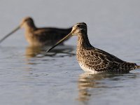 Gallinago gallinago 54, Watersnip, Saxifraga-Luuk Vermeer