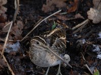 Gallinago gallinago 59, Watersnip, Saxifraga-Luuk Vermeer