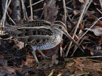 Gallinago gallinago 64, Watersnip, Saxifraga-Luuk Vermeer