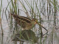 Gallinago gallinago 7, Watersnip, Saxifraga-Luc Hoogenstein