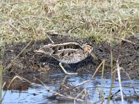 Gallinago gallinago 73, Watersnip, Saxifraga-Luuk Vermeer