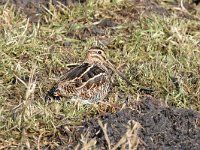 Gallinago gallinago 77, Watersnip, Saxifraga-Luuk Vermeer