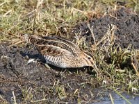 Gallinago gallinago 78, Watersnip, Saxifraga-Luuk Vermeer