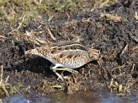 Gallinago gallinago 80, Watersnip, Saxifraga-Luuk Vermeer