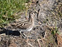 Gallinago gallinago 84, Watersnip, Saxifraga-Luuk Vermeer