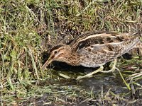 Gallinago gallinago 87, Watersnip, Saxifraga-Luuk Vermeer