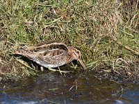 Gallinago gallinago 88, Watersnip, Saxifraga-Luuk Vermeer