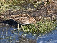 Gallinago gallinago 89, Watersnip, Saxifraga-Luuk Vermeer