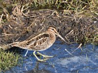 Gallinago gallinago 90, Watersnip, Saxifraga-Luuk Vermeer