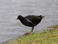 Gallinula chloropus 38, Waterhoen, Saxifraga-Luuk Vermeer