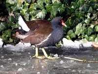 Gallinula chloropus 48, Waterhoen, Saxifraga-Bart Vastenhouw