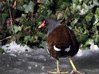 Gallinula chloropus 51, Waterhoen, Saxifraga-Bart Vastenhouw