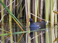 Gallinula chloropus 54, Waterhoen, Saxifraga-Tom Heijnen