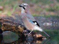 Garrulus glandarius 103, Gaai, Saxifraga-Luuk Vermeer