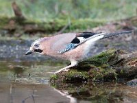 Garrulus glandarius 107, Gaai, Saxifraga-Luuk Vermeer