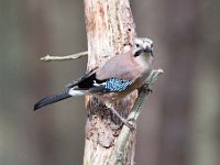 Garrulus glandarius 109, Gaai, Saxifraga-Luuk Vermeer