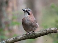 Garrulus glandarius 110, Gaai, Saxifraga-Luuk Vermeer